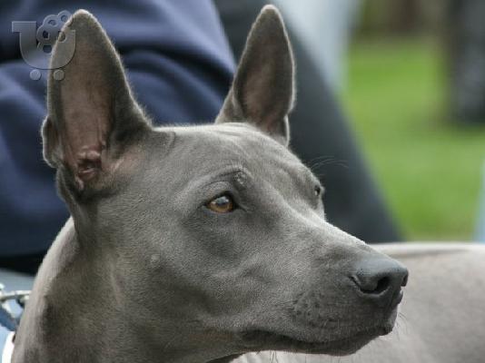 PoulaTo: Thai ridgeback